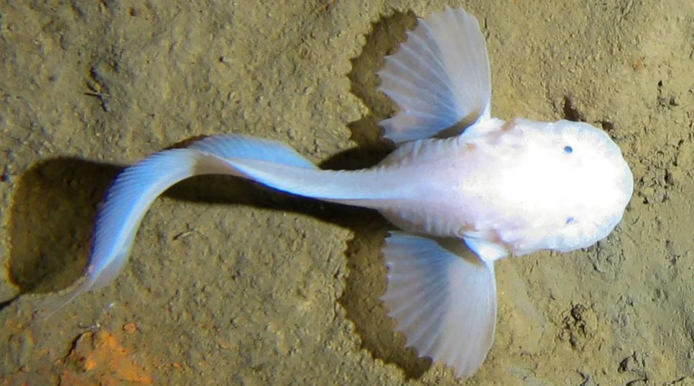 The Mariana Trench is home to the world’s deepest fish, known as the Mariana Snailfish. 